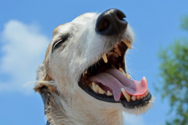 Cachorro Sempre Limpinho Cachorro Sempre Limpinho