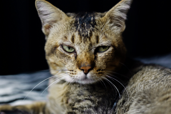 O que fazer quando o gato ataca com frequência? 3vettop% gato atacacom frequencia