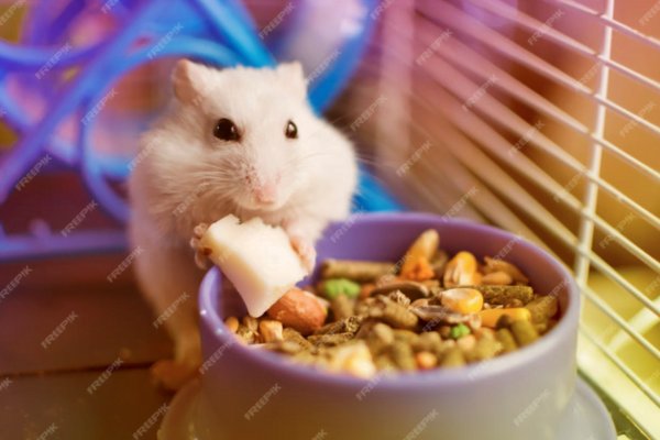 Como Cuidar de um Hamster: Um Cuidado Adequado 1vettop% hamster2