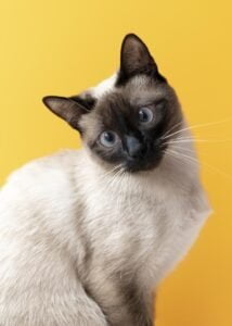 gato gato