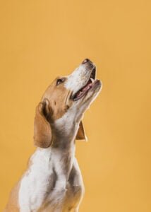 Encontrei um carrapato no meu cachorro e agora? 2vettop% post5