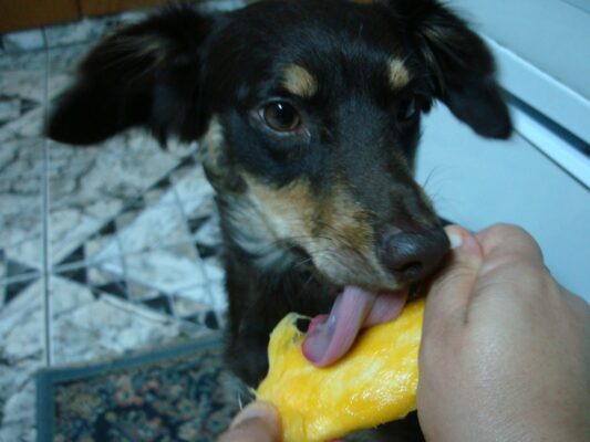 Cachorro pode comer manga? Descubra os Benefícios e Riscos 1vettop% manga