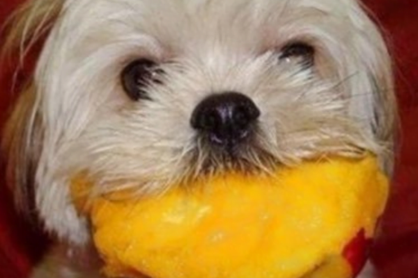 Cachorro pode comer manga? Descubra os Benefícios e Riscos 2vettop% manga2
