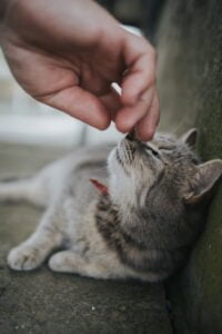 Gatos: Como identificar e cuidar de fungos em suas Orelhas. 1vettop% Gatos: Como identificar e cuidar de fungos em suas orelhas