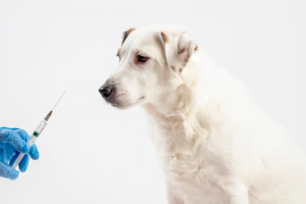 Calendário de Vacinação Canino 1vettop% vanina