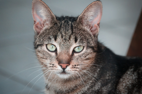 Descubra quais são as raças de gato mais comuns 4vettop% vira lata