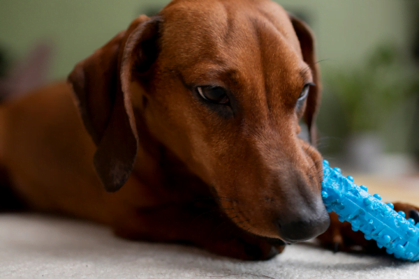 A Importância da Odontologia Canina 2vettop% A Importância da Odontologia Canina