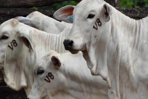 Tuberculose Bovina Tuberculose Bovina