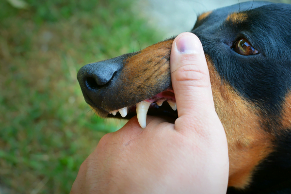 Meu cachorro me mordeu e a agora? 6vettop% Meu cachorro me mordeu e a agora?