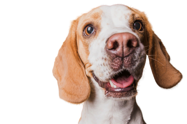 Cinomose Canina Cinomose Canina
