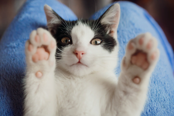 Doenças do Sistema Digestivo em Gatos Digestivo em Gatos