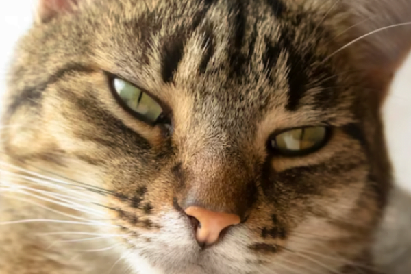 Cardiomiopatia Felina: Um Guia Abrangente 1vettop% Cardiomiopatia Felina: