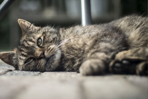 Parasitas Intestinais em Gatos 1vettop% Parasitas Intestinais em Gatos2