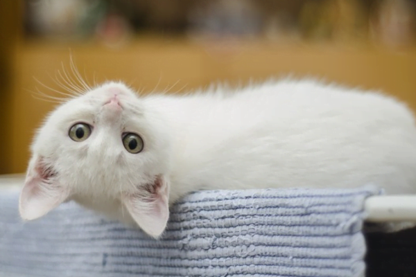 Dermatite Alérgica a Pulgas em Gatos 1vettop% Dermatite Alérgica a Pulgas em Gatos: Um Guia Completo