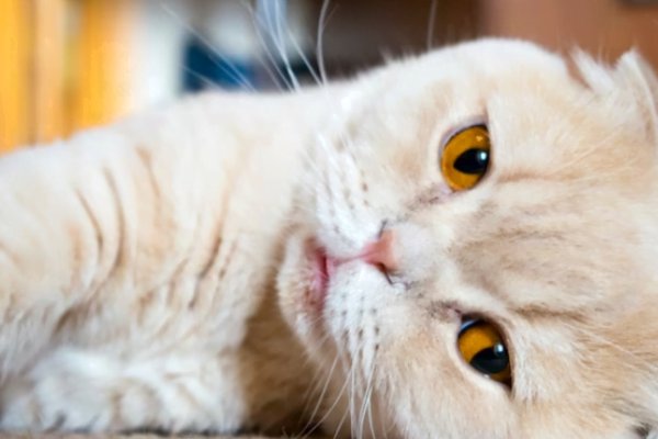 Compreendendo o Hiperterioidismo Felino 1vettop% Hiperterioidismo Felino2