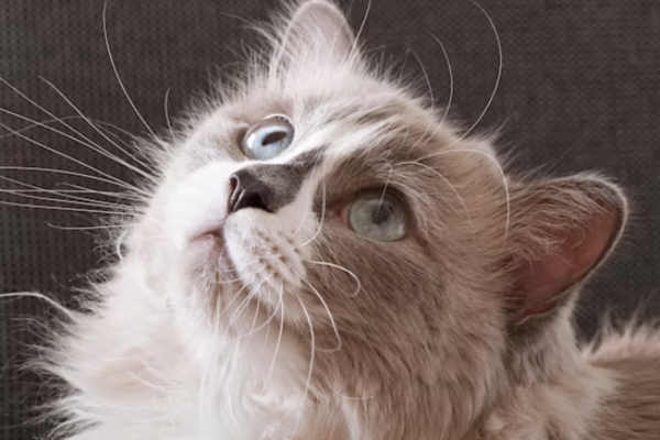 Compreendendo o Hiperterioidismo Felino 2vettop% Tratando o Hiperterioidismo Felino