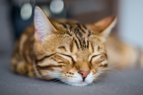 Doença Renal Crônica em Gatos 1vettop% Renal Crônica