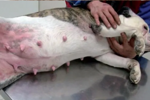 Dermatite Alérgica em Cães Causas, Sintomas e Tratamento 1vettop% Dermatite Alérgica Canina