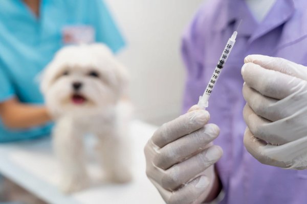 Calendário de Vacinação Vettop Vida Animal