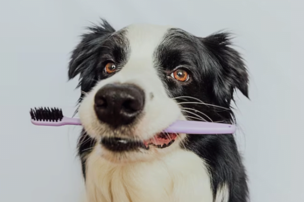 A Importância da Odontologia Canina 1vettop% Principais Doenças Bucais em Cães