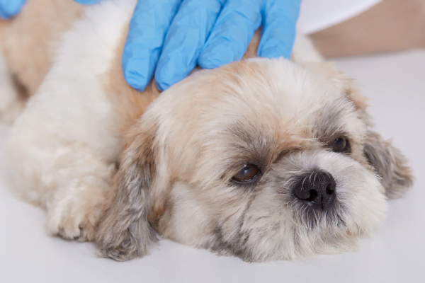 Compreendendo a Cinomose Canina 14vettop% Cinomose Canina