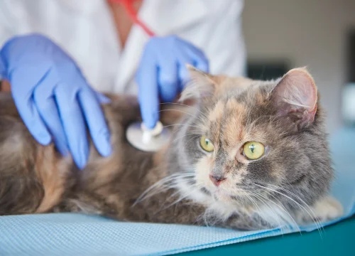 Diabetes Mellitus Felino: Diabetes em Gatos 12vettop% Diabetes Mellitus Felino