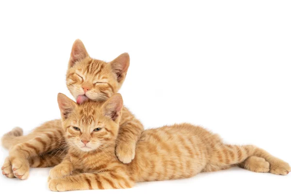 Diabetes Mellitus Felino: Diabetes em Gatos 2vettop% Diabetes Mellitus Felino3