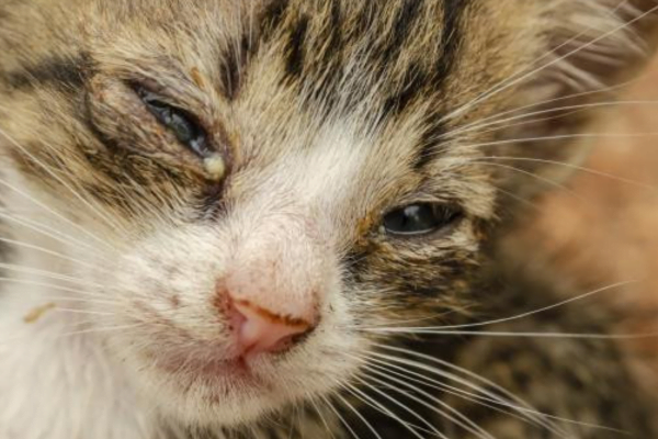 infeccoes-do-trato-respiratorio-superior-em-gatos infeccoes-do-trato-respiratorio-superior-em-gatos