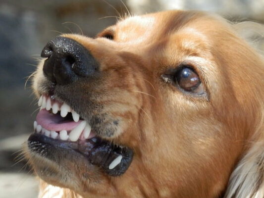 cachorro mordendo cachorro mordendo