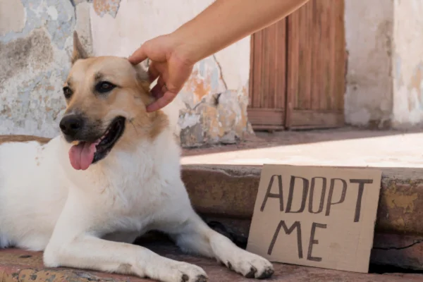 Adotar um Animal 15vettop% Adotar um Animal