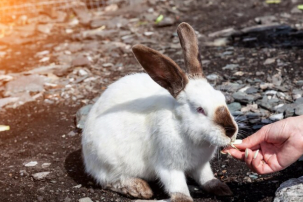 Alimento Tóxicos para Coelhos 1vettop% Alimento Tóxicos para Coelhos2