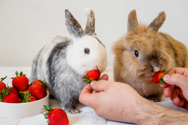 Alimento Tóxicos para Coelhos 2vettop% Alimento Tóxicos para Coelhos3