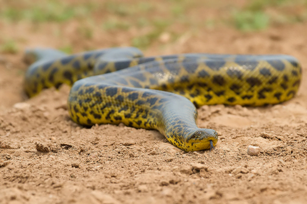 As 10 maiores serpentes do mundo 7vettop% Anaconda Amarela