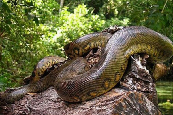 As 10 Maiores Serpentes Do Mundo - Vettop Vida Animal