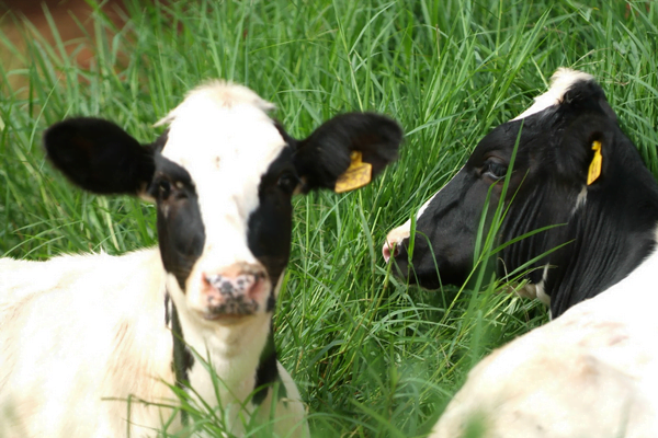 Anaplasmose Bovina 8vettop% Anaplasmose Bovina