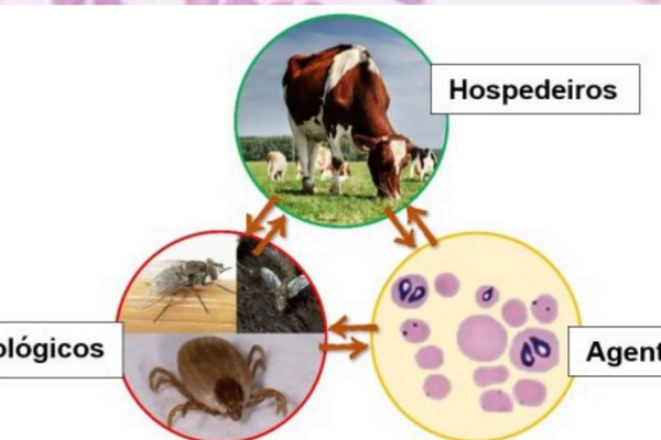 Anaplasmose Bovina 1vettop% Anaplasmose Ciclo