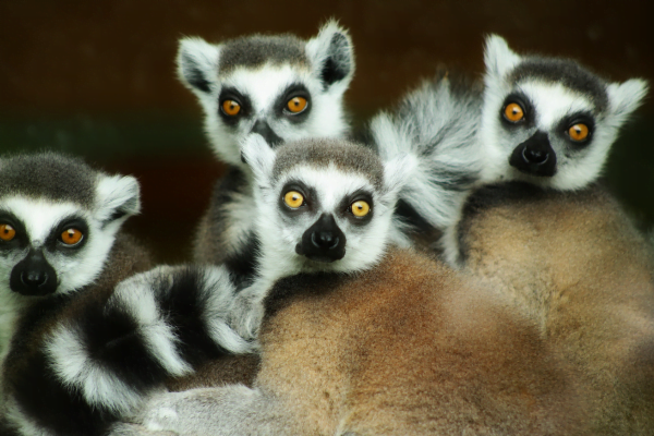 Animais de Madagascar 1vettop% Animais de Madagascar