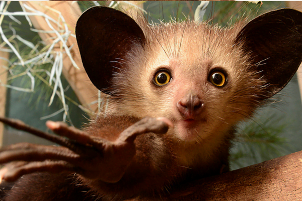 Animais de Madagascar 4vettop% Aye-Aye