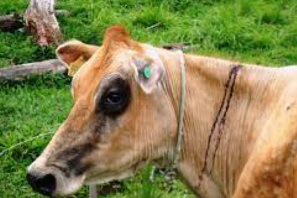 As principais doenças em bovinos no Brasil 4vettop% Raiva Bovina