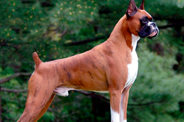 Mutilação Estética de Cães e gatos: 2vettop% Caudectomia