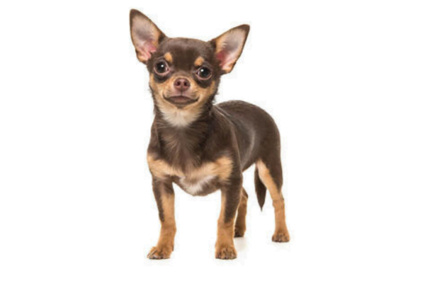Tipos de Chihuahua 1vettop% Chihuahua de Pelo Curto