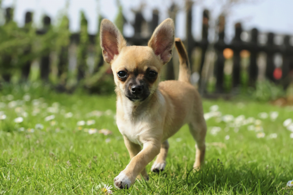 Tipos de Chihuahua 5vettop% Chihuahua de Pelo Duro