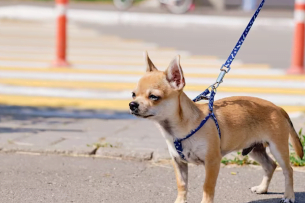 Tipos de Chihuahua 3vettop% Chihuahua de Pelo Liso