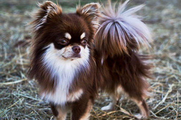 Tipos de Chihuahua 2vettop% Chihuahua de Pelo Longo