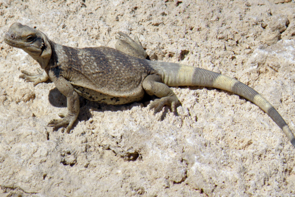 Tipos de Iguanas: As Fascinante das Espécies de Iguanas 4vettop% Chuckwalla