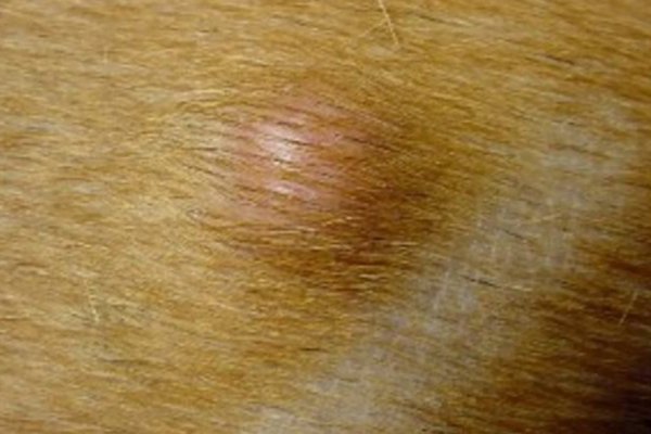 Cisto sebáceo em cães - Tratamento e causas 2vettop% Cisto sebáceo