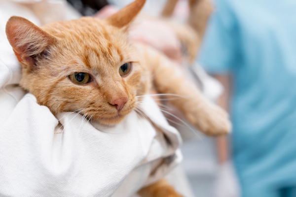 Cistocentese em gatos - para que serve ? 2vettop% Cistocentese em gatos2