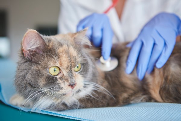 Cistocentese em gatos - para que serve ? 3vettop% Cistocentese em gatos3