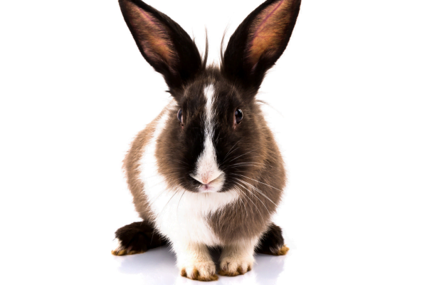 Coelhos como Animal de Estimação Coelhos como Animal de Estimação