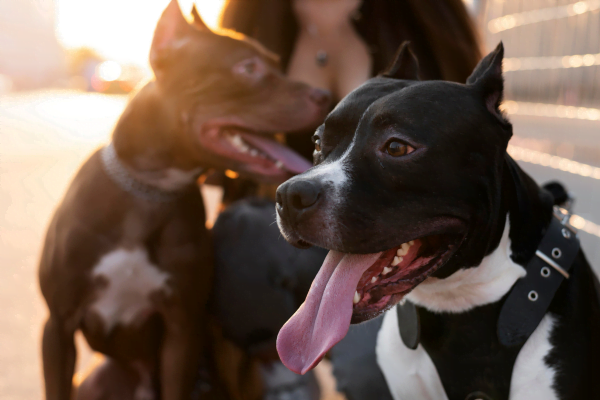 Como Comprar um Cão de Raça Como Comprar um Cão de Raça2